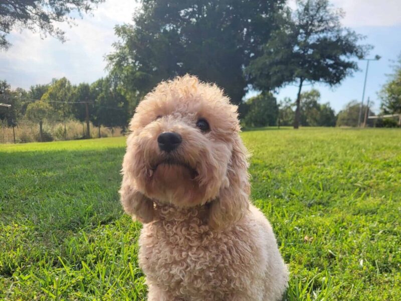 Tessa, our Poodle Toy dam in Kentucky.