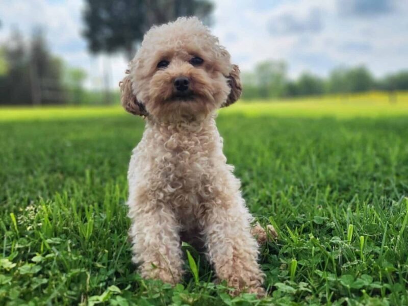 Rusty, our Poodle Toy sire in Kentucky.