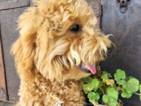 Buddy at Rustic View Kennels