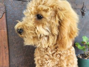 Buddy at Rustic View Kennels