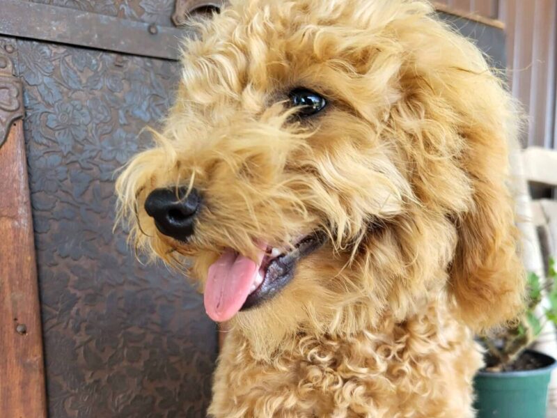 Buddy, a apricot Toy Poodles puppy in Kentucky.