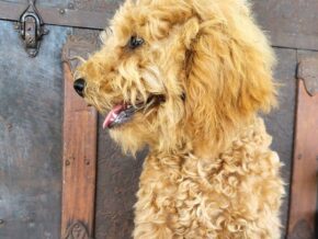 Buddy at Rustic View Kennels