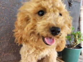 Dixie at Rustic View Kennels
