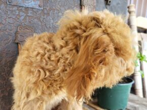 Dixie at Rustic View Kennels