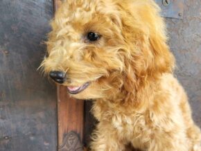 Dixie at Rustic View Kennels