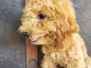 Photo of Dixie