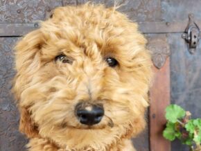 Ginger at Rustic View Kennels