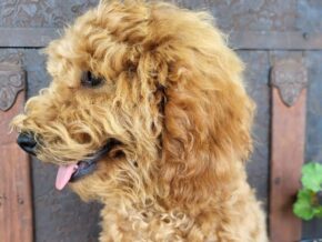 Ginger at Rustic View Kennels