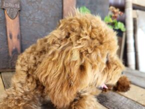 Poppy at Rustic View Kennels