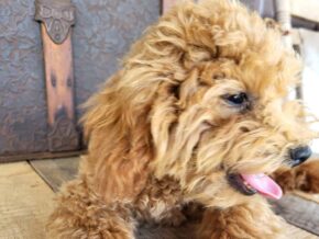 Poppy at Rustic View Kennels