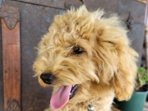 Roxy at Rustic View Kennels