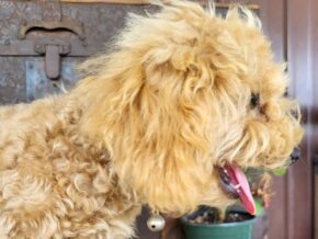 Roxy at Rustic View Kennels