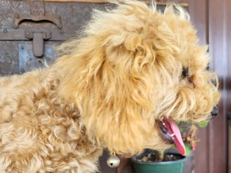 Roxy, a apricot Toy Poodles puppy in Kentucky.