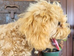 Photo of Roxy