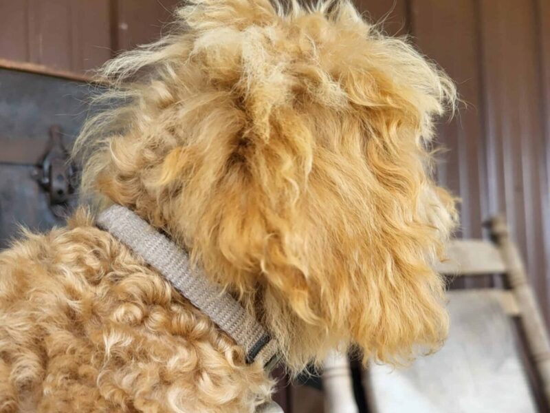 Roxy, a apricot Toy Poodles puppy in Kentucky.
