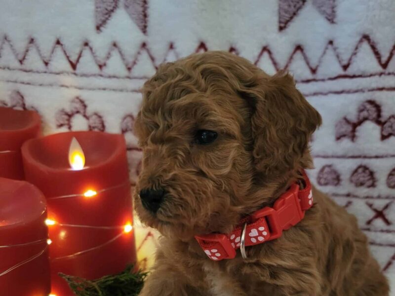 Buddy, a brown Toy Poodles puppy in Kentucky.