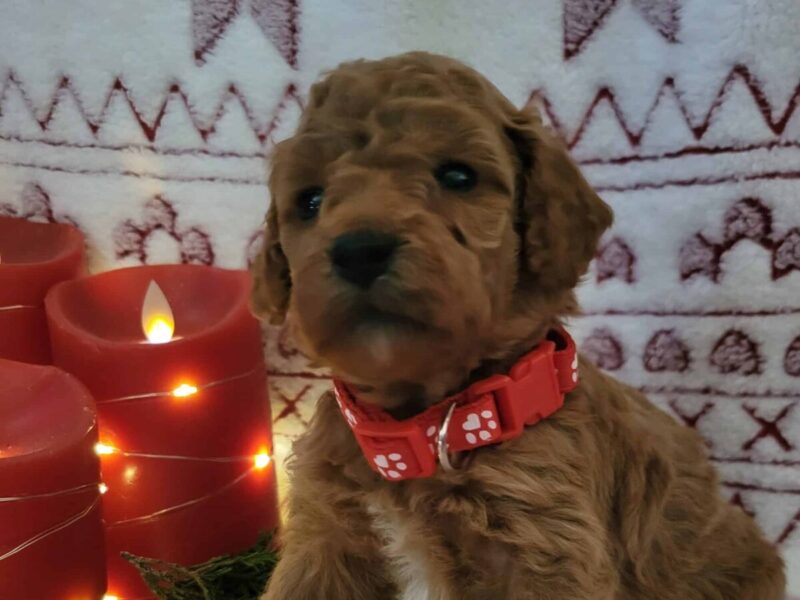 Buddy image