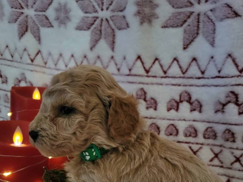 Chase, a cream & white Toy Poodles puppy in Kentucky.