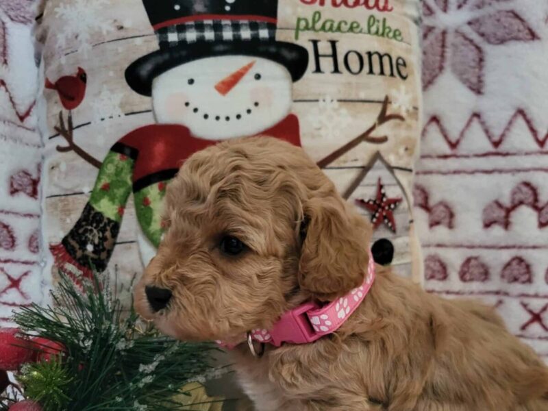 Cherry Blossom, a brown & white Toy Poodles puppy in Kentucky.