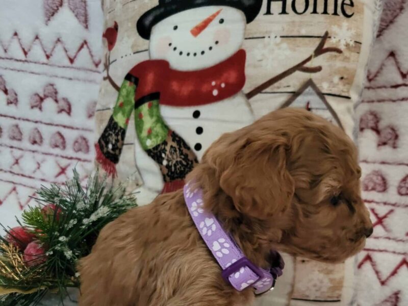 Priscilla, a dark red Toy Poodles puppy in Kentucky.