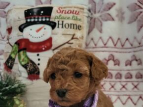 Priscilla at Rustic View Kennels